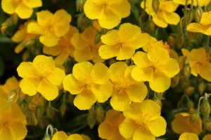 devaterník ‚Sterntaler‘ (Helianthemum ‚Sterntaler‘)