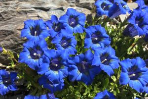 hořec úzkolistý (Gentiana angustifolia)