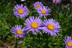 hvězdnice alpská (Aster alpinus)