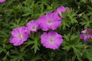 kakost krvavý (Geranium sanguineum)