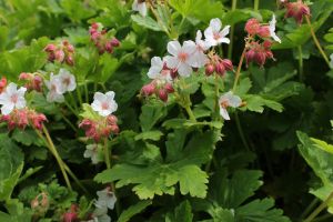 kakost oddenkatý ‚Spessart‘ (Geranium macrorrhizum ‚Spessart‘)