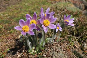 koniklec německý (Pulsatilla vulgaris)