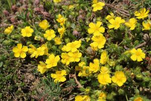 mochna jarní (Potentilla tabernaemontani)