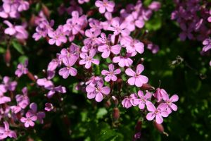 mydlice bazalkovitá (Saponaria ocymoides)