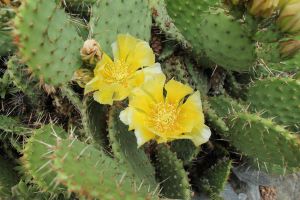 nopál hnědoostný (Opuntia phaeacantha)