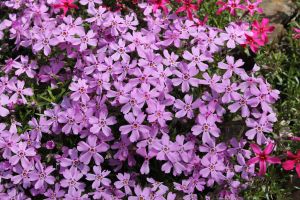 plamenka šídlovitá (Phlox subulata)