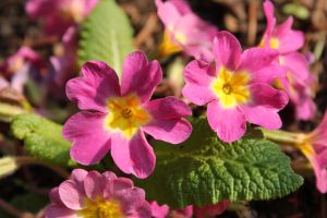 prvosenka obecná (Primula vulgaris)