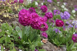 prvosenka zoubkovaná ‚Corolla Deep Rose‘ (Primula denticulata ‚Corolla Deep Rose‘)