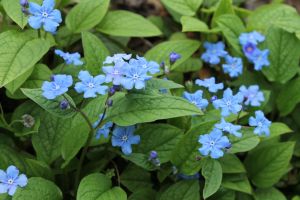 pupkovec jarní (Omphalodes verna)