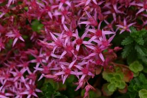 rozchodník pochybný (Sedum spurium)