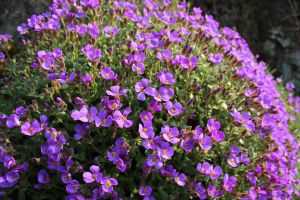 tařička kosníkovitá (Aubrieta deltoidea)